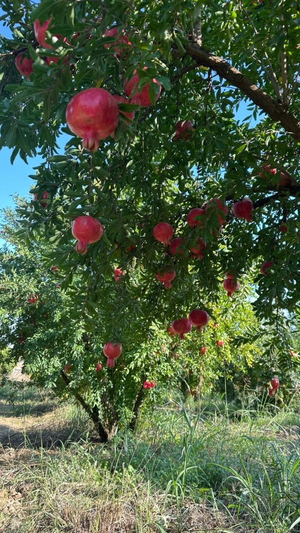 Gülöyşə